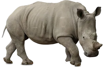 a rhino is shown in this image