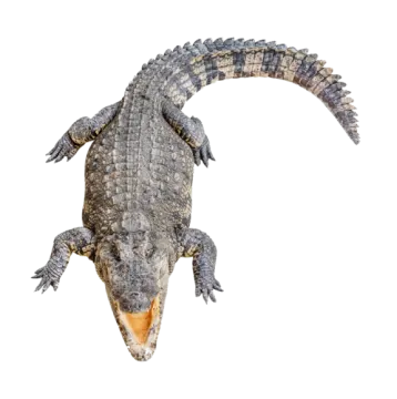 an alligator with its mouth open on a white background