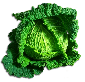 a head of cabbage on a white background