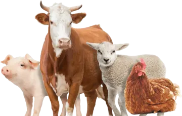 a brown and white cow