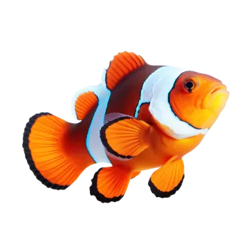 an orange clown fish with black and white stripes