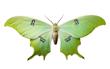 a green butterfly on a white background