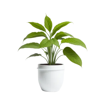 a green plant in a white pot