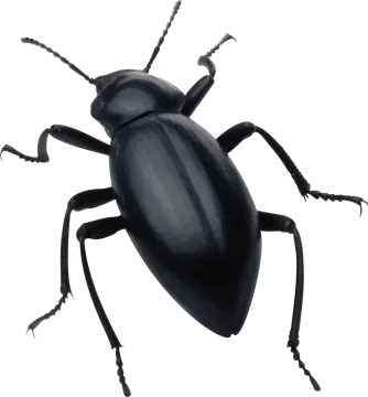 a black beetle on a white background