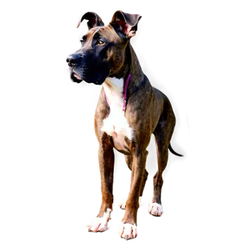 a brown and white dog with a pink collar