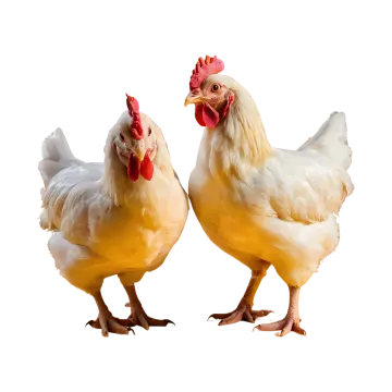 two chickens standing next to each other chickens