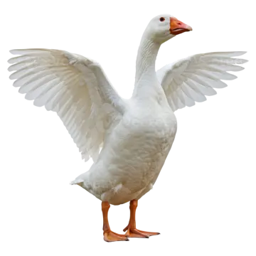 a white goose with its wings spread out
