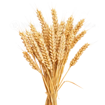 wheat on a white background