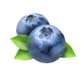 two blueberries with green leaves