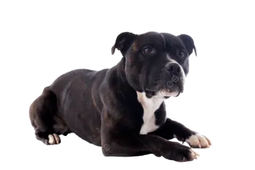 a black and white dog laying down