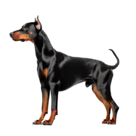 a black and brown dog standing on a white background