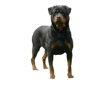 a black and brown dog standing in front of a white background