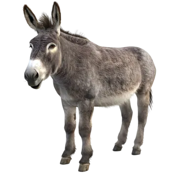 a donkey standing in front of a white background