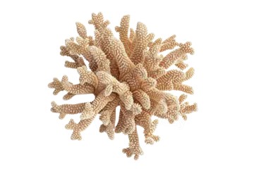 a bunch of corals on a white background