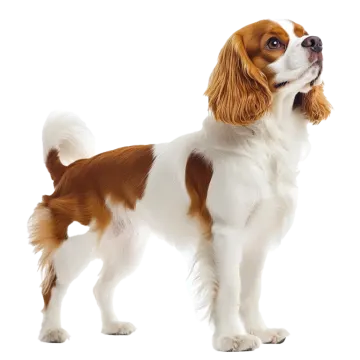 a brown and white dog standing on a white background