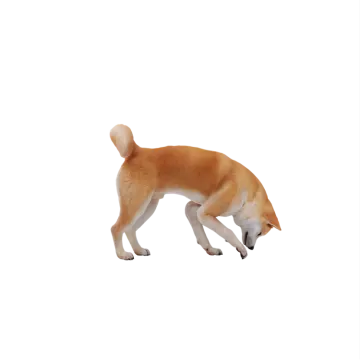 a small dog standing on a white surface