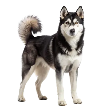 a black and white dog standing in front of a white background