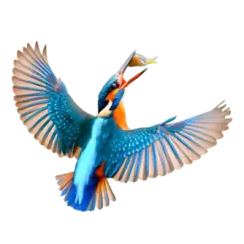 a bird that is flying in the air