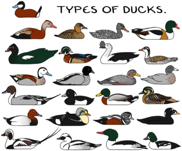 a collection of different types of ducks