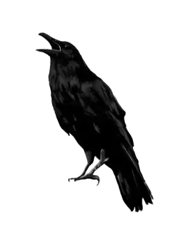a black bird sitting on top of a white surface
