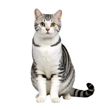 a gray and white cat sitting on the floor