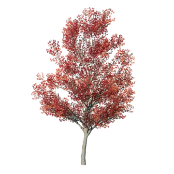 a tree with red leaves on it