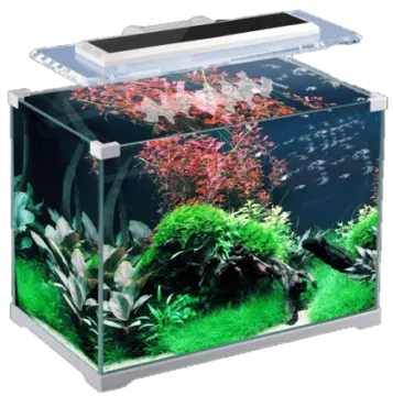 a fish tank filled with water and plants