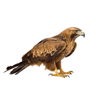 a bird that is standing on a white surface
