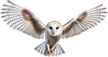 a barn owl spreads its wings