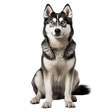 a black and white husky dog sitting on a white background