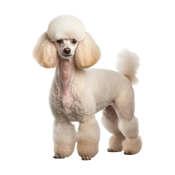 a small white poodle dog standing on a white background