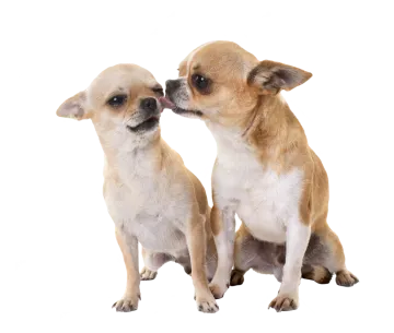 two small dogs sitting next to each other dogs