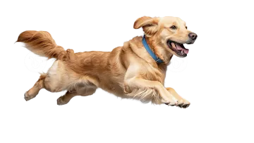 a dog jumping in the air on a white background