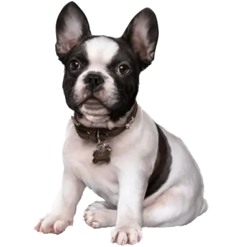 a small black and white dog sitting down
