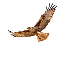 a bird flying in the sky with its wings spread