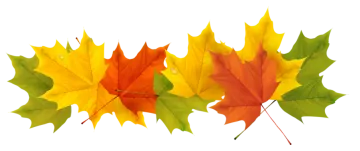 a group of colorful autumn leaves