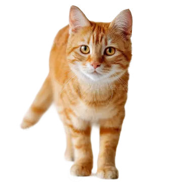 an orange and white cat walking on a white background