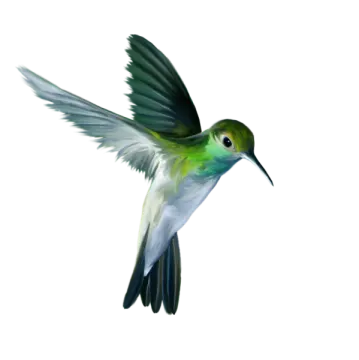 a bird flying in the air with its wings spread
