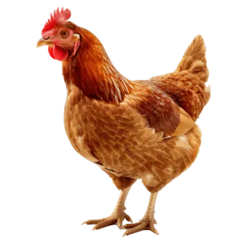 a brown chicken standing on top of a white surface