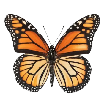 a monarch butterfly on a white background