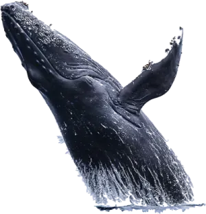 a whale jumping out of the water