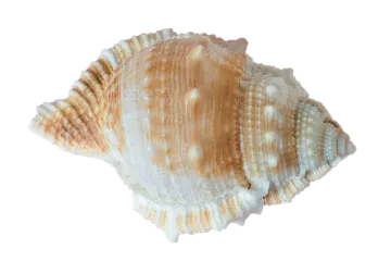 a sea shell on a white background