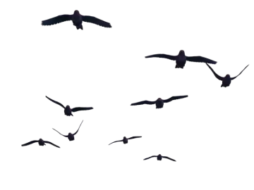 a flock of birds flying in the sky