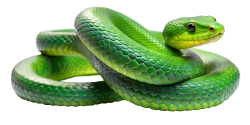 a green snake on a white background