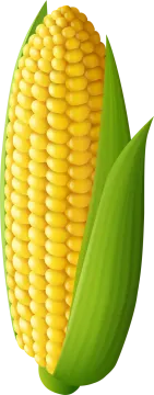 an ear of corn on a white background
