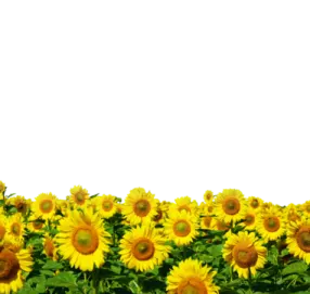 a field of sunflowers