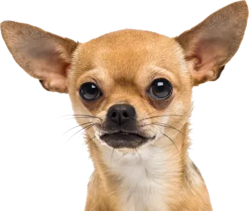 a close up of a small dog's face