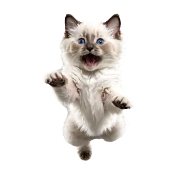 a kitten is jumping in the air