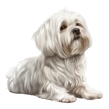 a white dog with long hair laying down