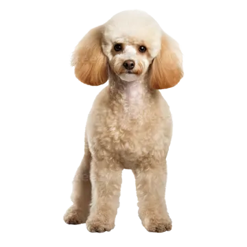 a small white poodle dog standing on a white background